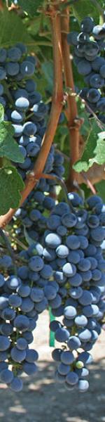 Grape skyscraper.jpg