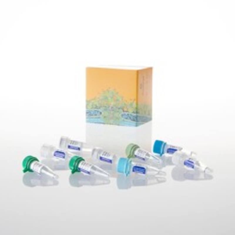 GoScript(TM) Reverse Transcription System, 100 rxn