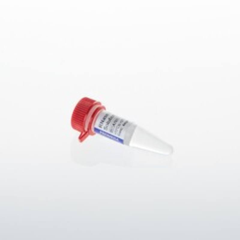 RNase A Solution, 4mg/ml