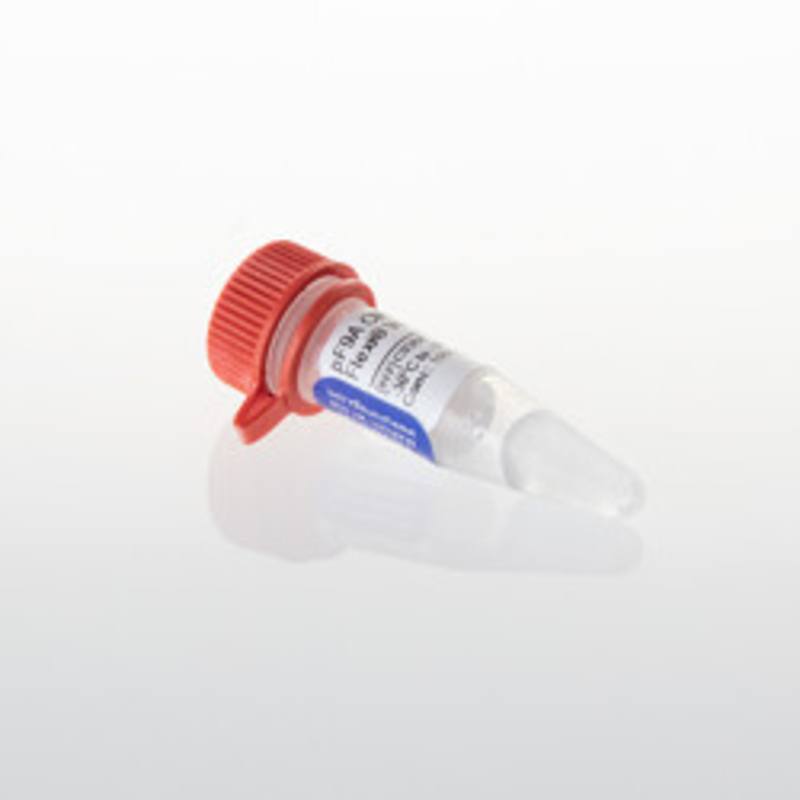 pF9A CMV hRluc-neo Flexi(R) Vector, 20ug
