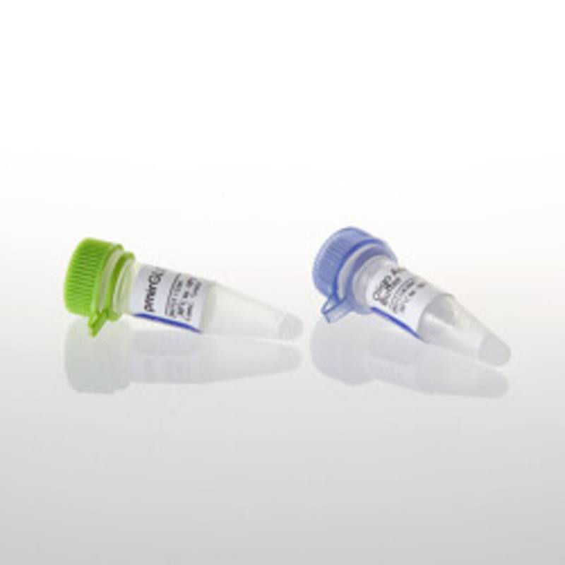 pmirGLO Dual Luciferase miRNA Target Expression Vector