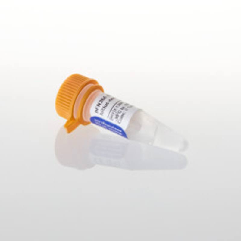 pFN26A(BIND) hRluc-neo Flexi(R) Vector, 20ug