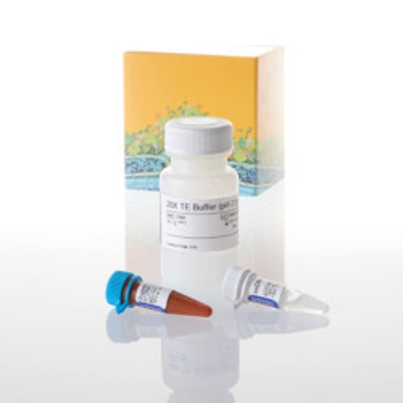 QuantiFluor(R) ssDNA System