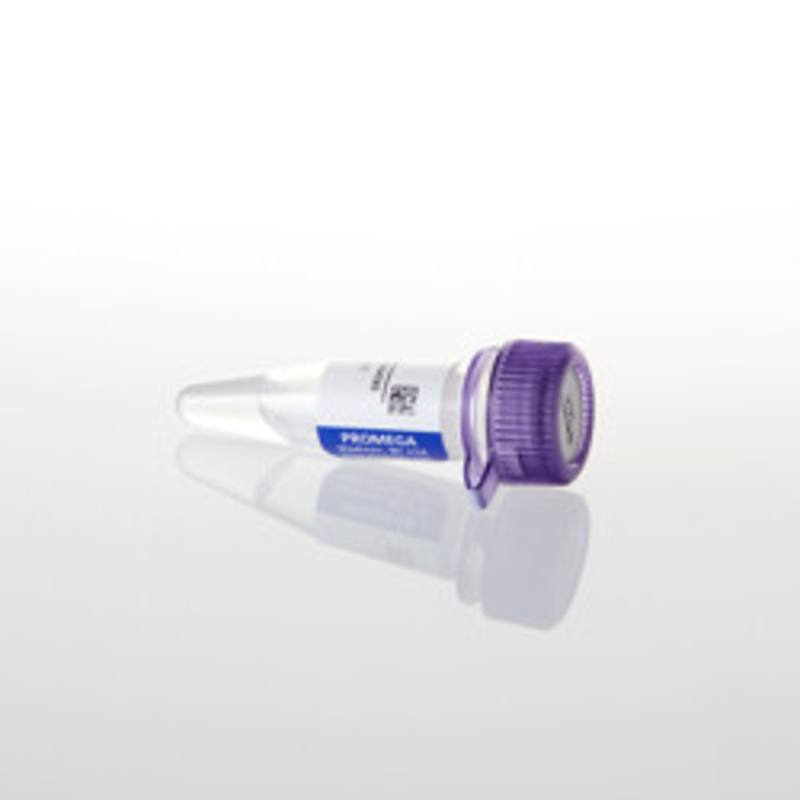 K562 Genomic DNA, 400ug/mL