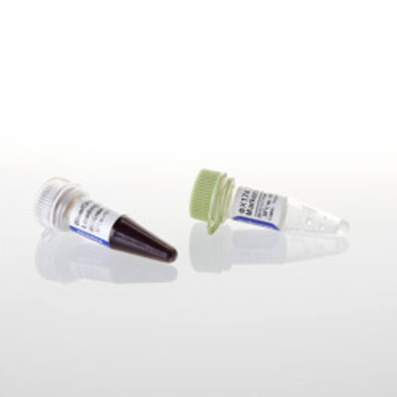 PhiX174 DNA / Hinf I Markers, 50ug