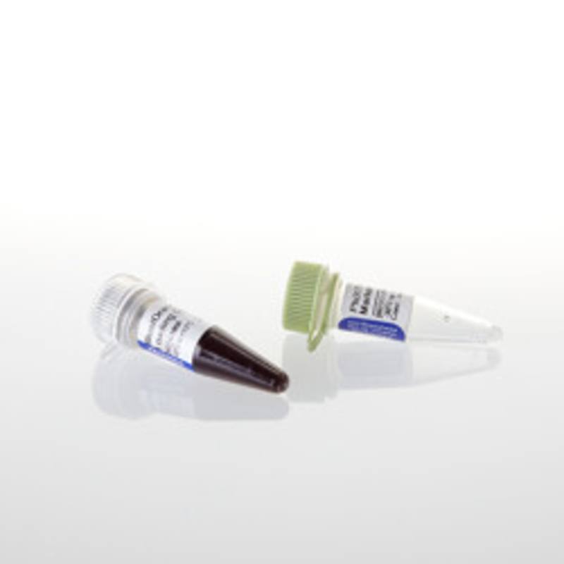 PhiX174 DNA / Hae III Markers, 50ug