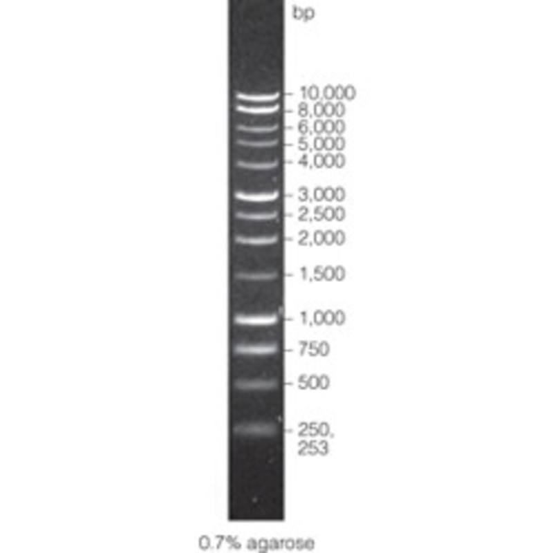 BenchTop 1kb DNA Ladder, 600ul