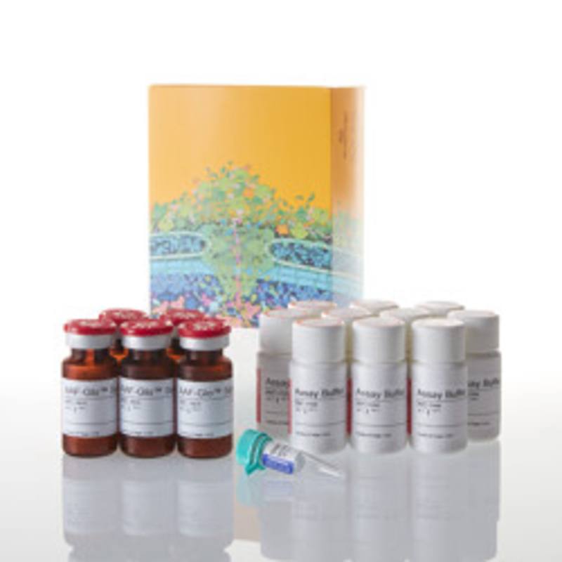 CytoTox-Glo(TM) Cytotoxicity Assay, 5 x 10ml