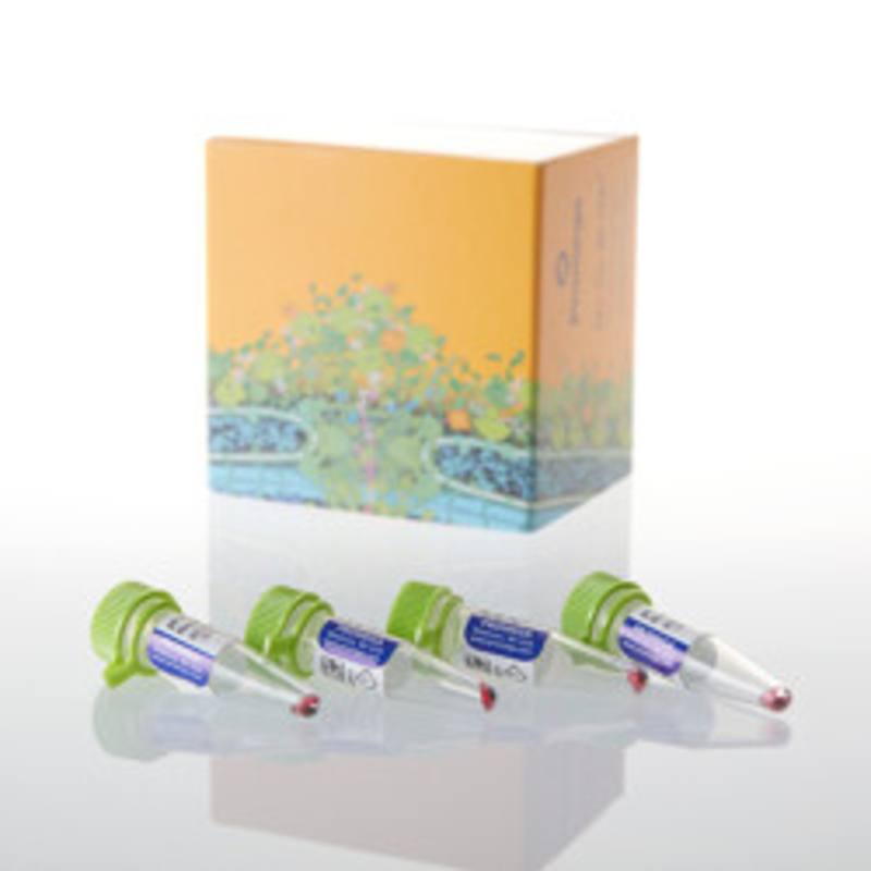 pHAb Amine Reactive Dye, 1 mg