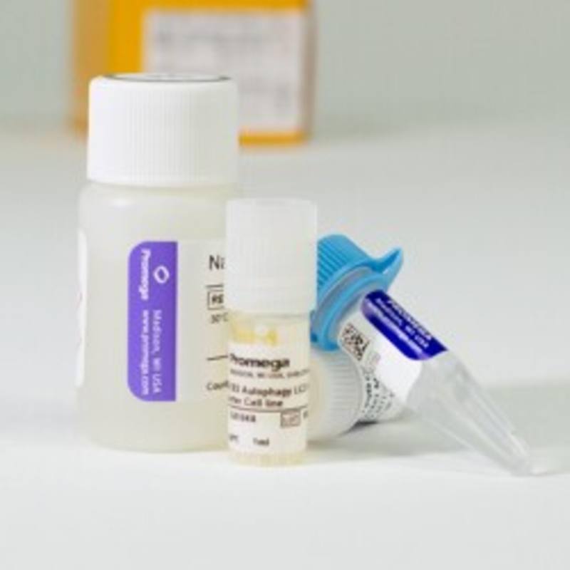 HEK293 Autophagy LC3 HiBiT Cell System