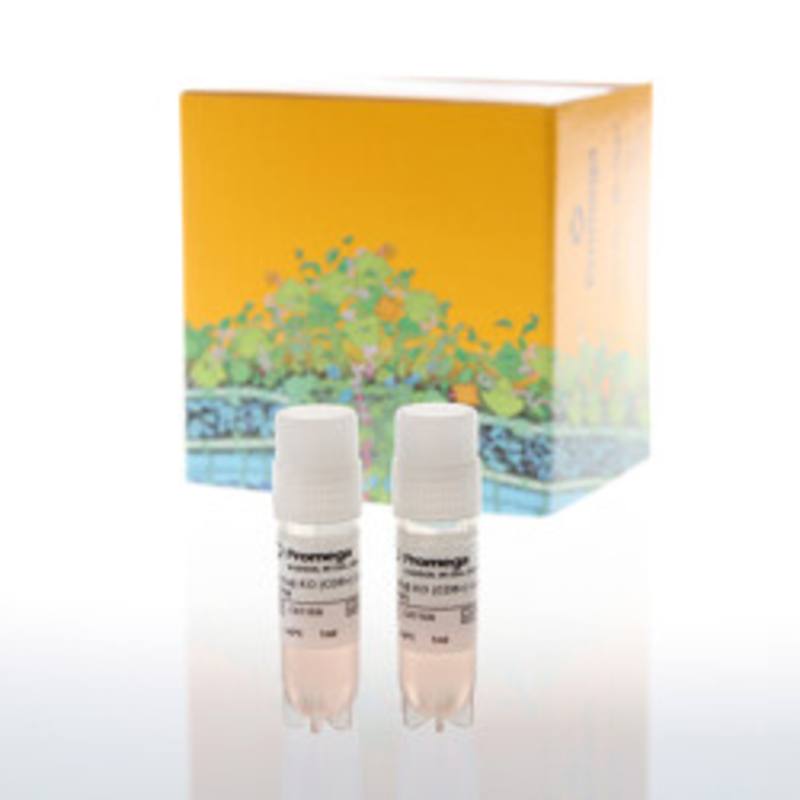 TCA Bioassay TCRalphabeta-KO, CD8+ CPM