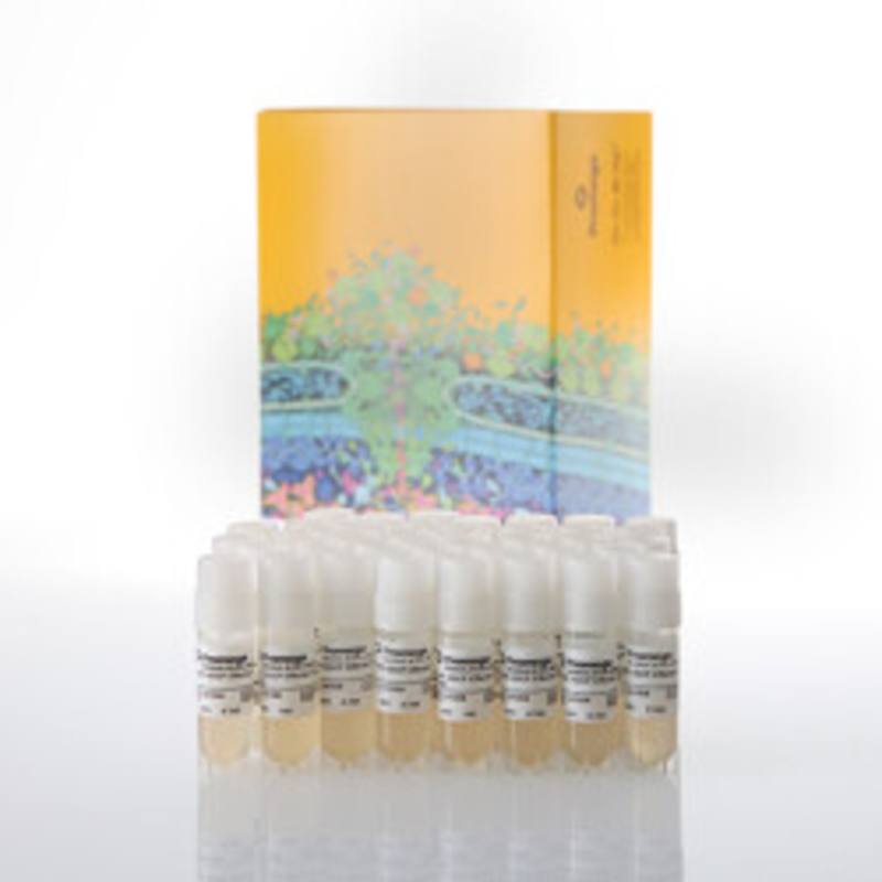 FcyRI ADCP Reporter Bioassay, Cell Bank