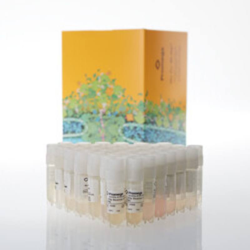 IL-2Rbetagamma Bioassay, Cell Bank