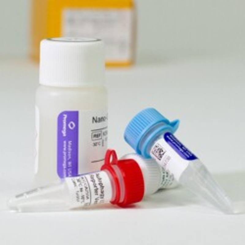 Autophagy LC3 HiBiT Reporter Vector and Detection System