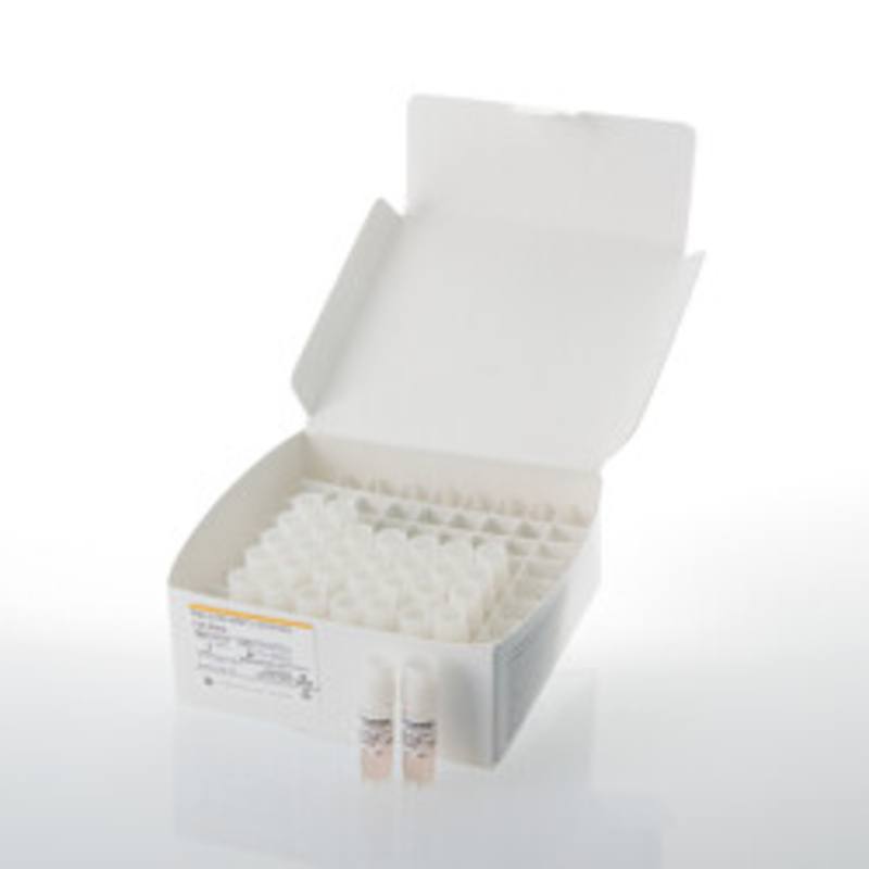 Raji (LDH-HiBiT) CD19-KO Cell Bank