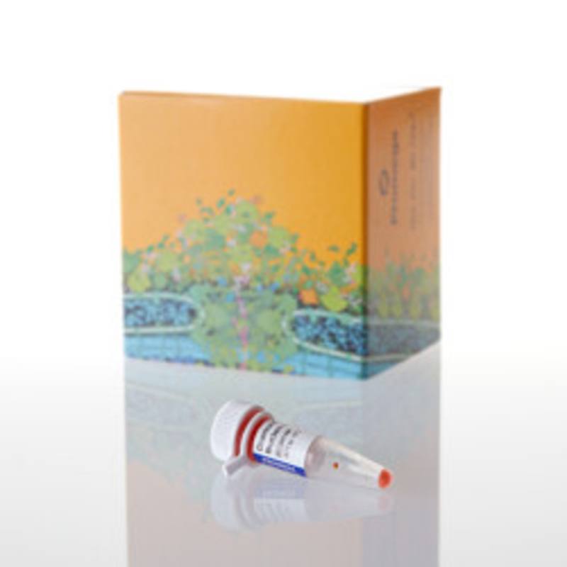 Diamond(TM) Nucleic Acid Dye, 500ul