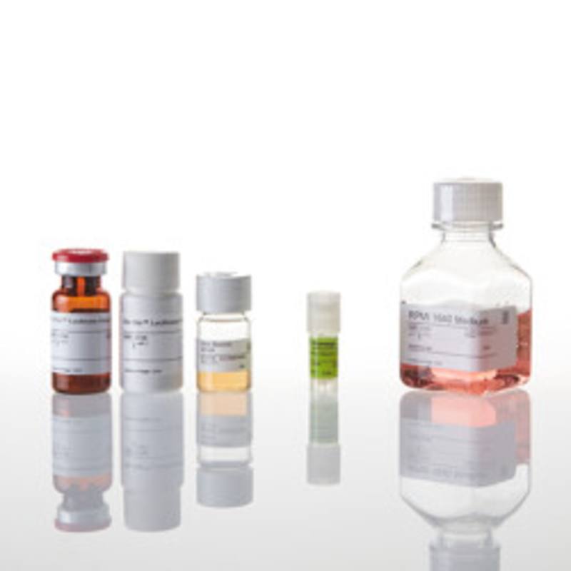 T Cell Activation Bioassay (IL-2)