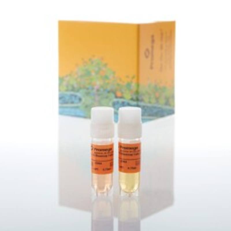IL-15 Bioassay, Propagation Model