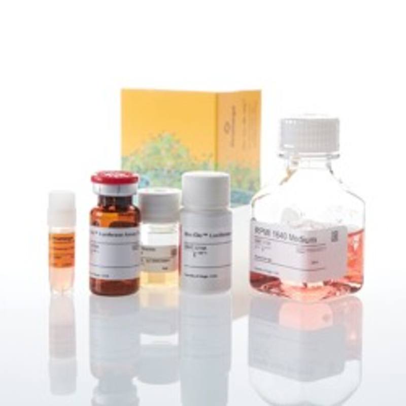 IL-15 Bioassay
