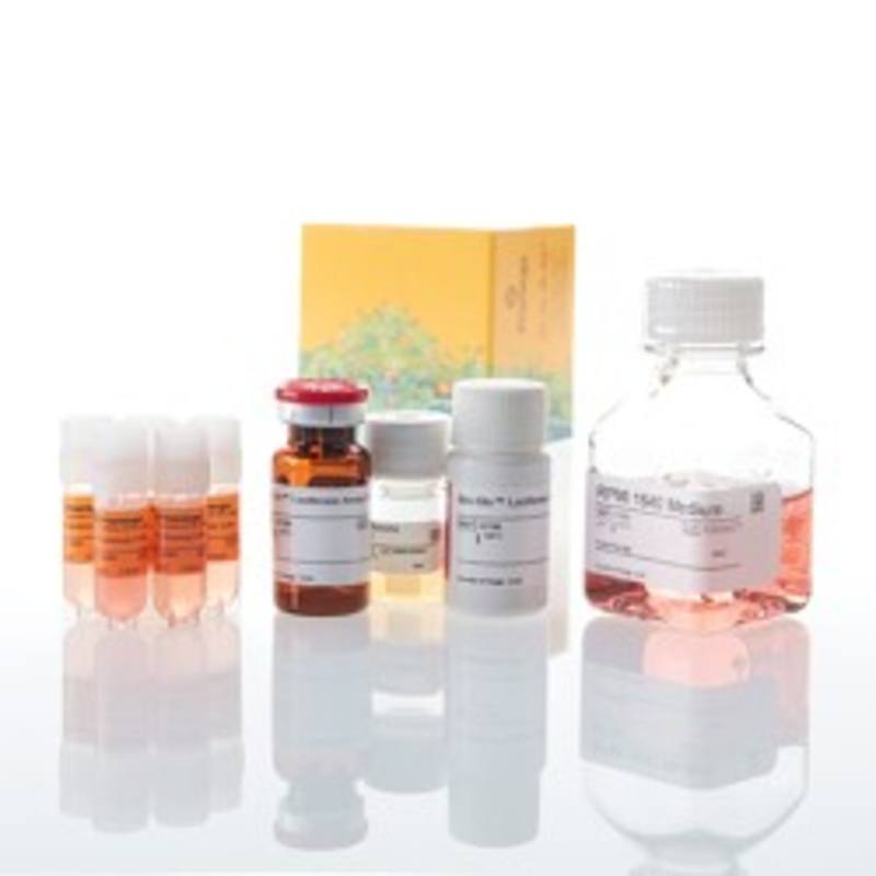 IL-15 Bioassay, 5X