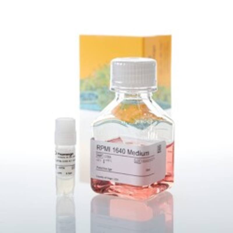 FcyRIIb CHO-K1 Cells