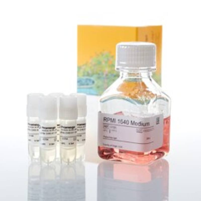 FcyRIIb CHO-K1 Cells 5X