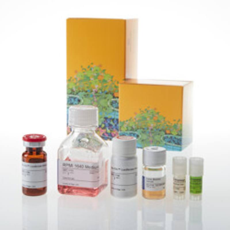 CD28 Blockade Bioassay