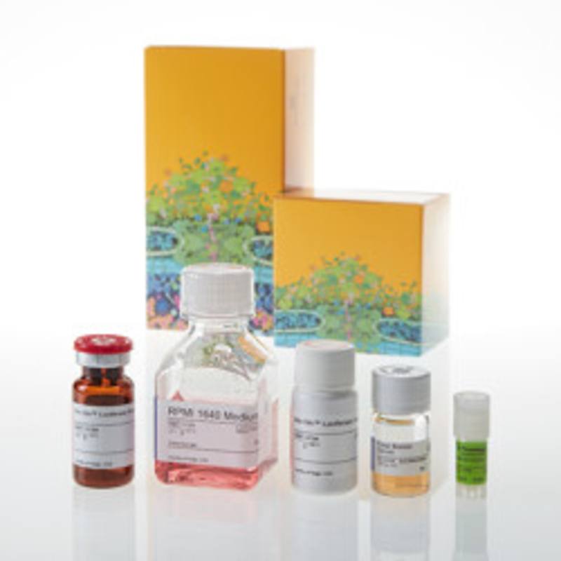 CD28 Bioassay, Core Kit