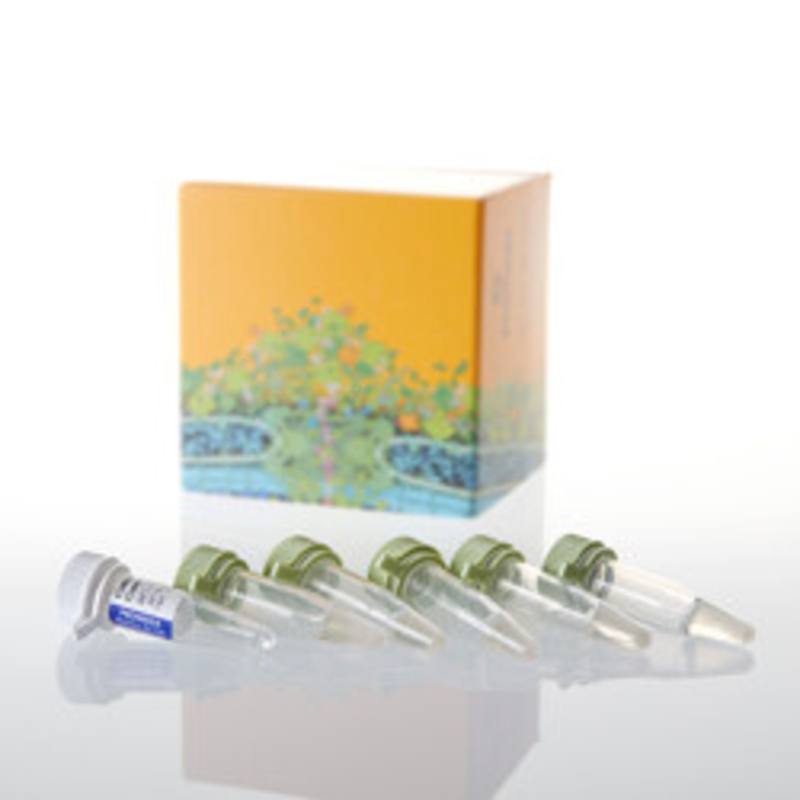JM109 Competent Cells, 1ml