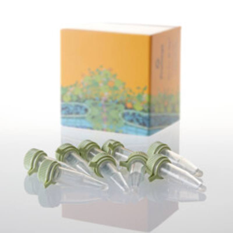 Single-use JM109 Competent Cells, >10x8cfu/ug