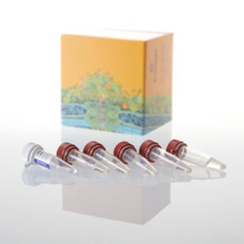 HB101 Competent Cells, 1ml (5 x 200ul)
