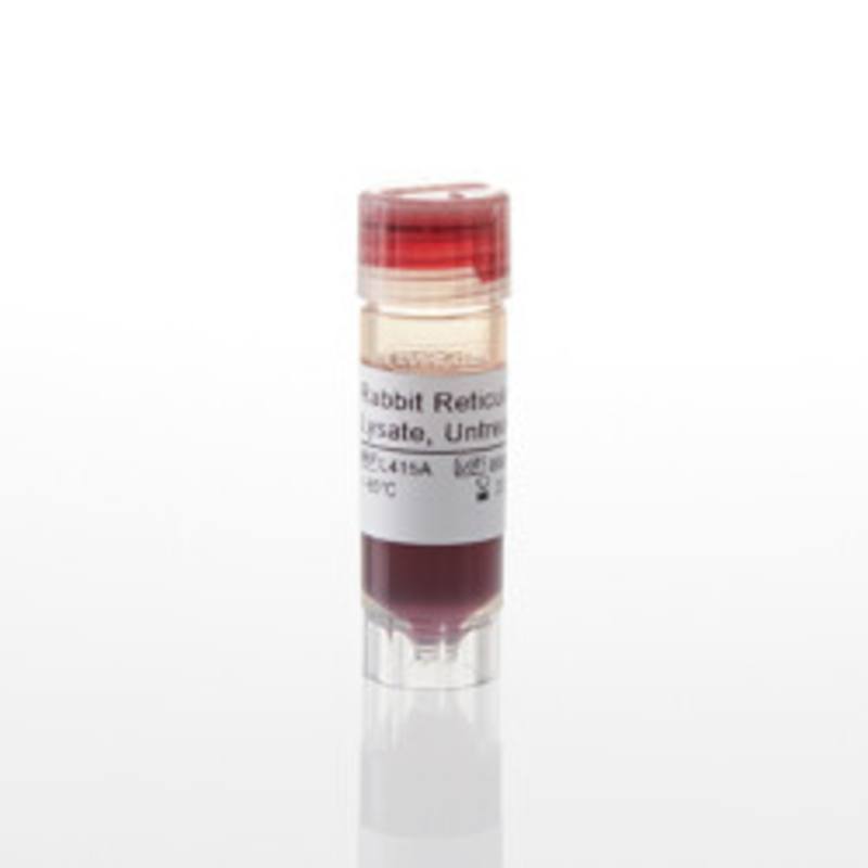 Rabbit Reticulocyte Lysate, Untreated, 1000ul
