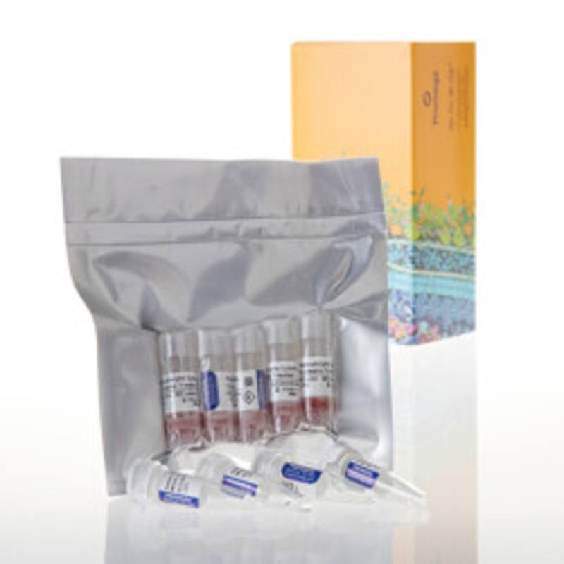 Rabbit Reticulocyte Lysate System, Nuclease Treated