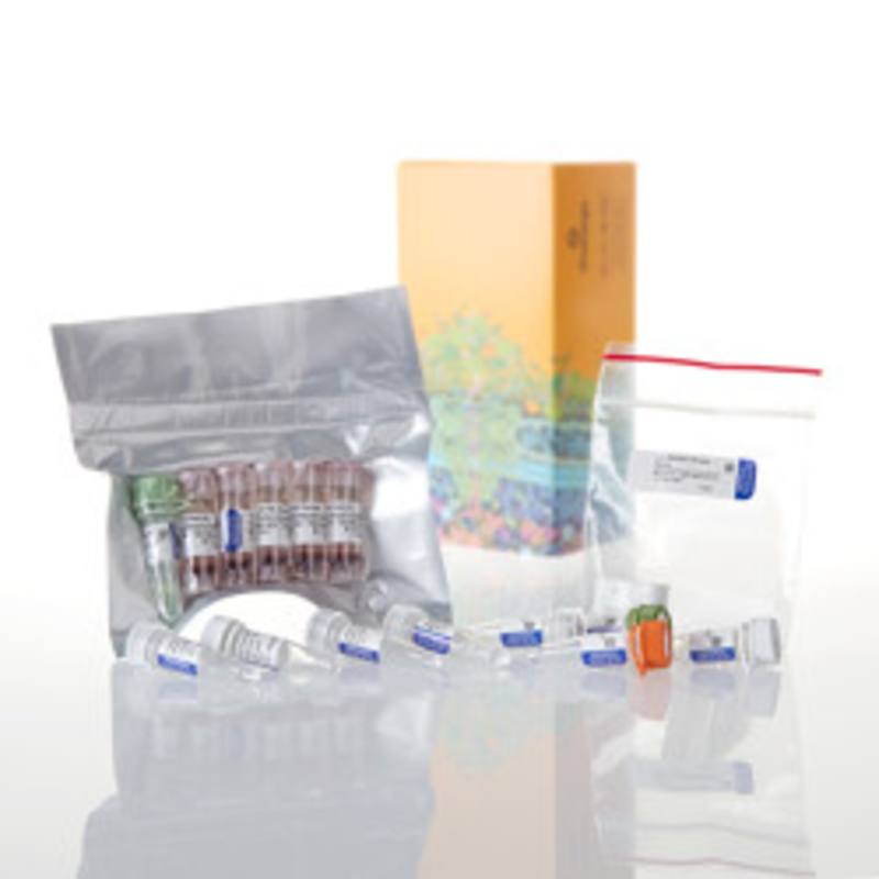 TNT(R) T7/T3 Coupled Reticulocyte Lysate System