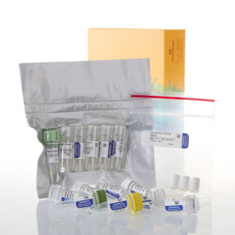 TNT(R) T7/SP6 Coupled Wheat Germ Extract System