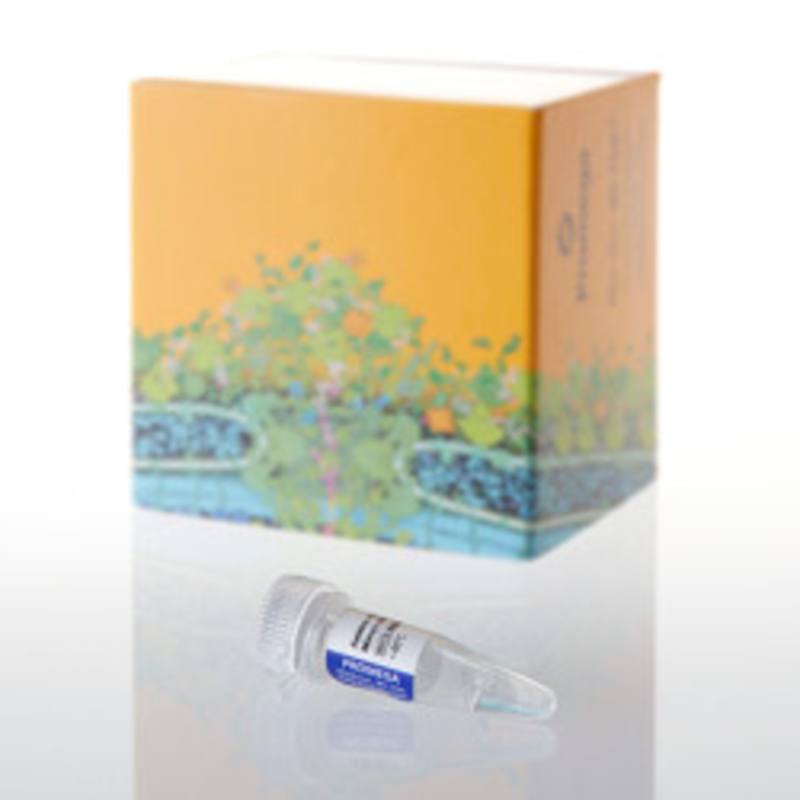 Amino Acid Mixture Minus Methionine, 175ul