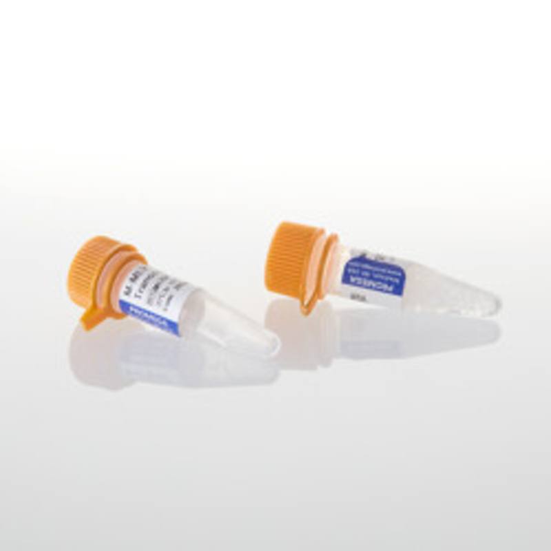 M-MLV Reverse Transcriptase, 10,000u