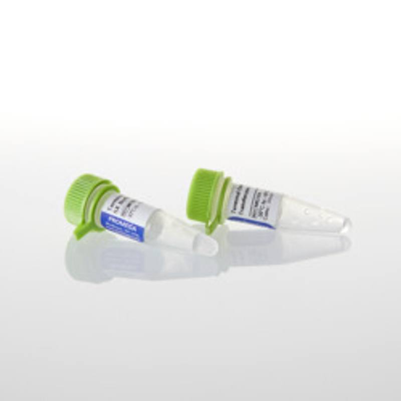Terminal Deoxynucleotidyl Tran sferase (recombinant), 300u