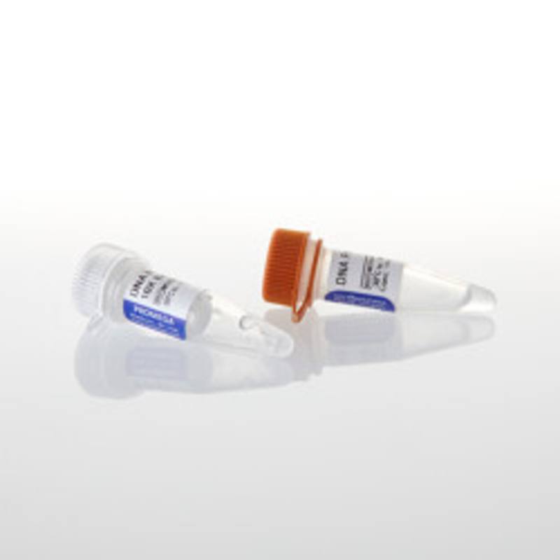 DNA Polymerase I, 500u