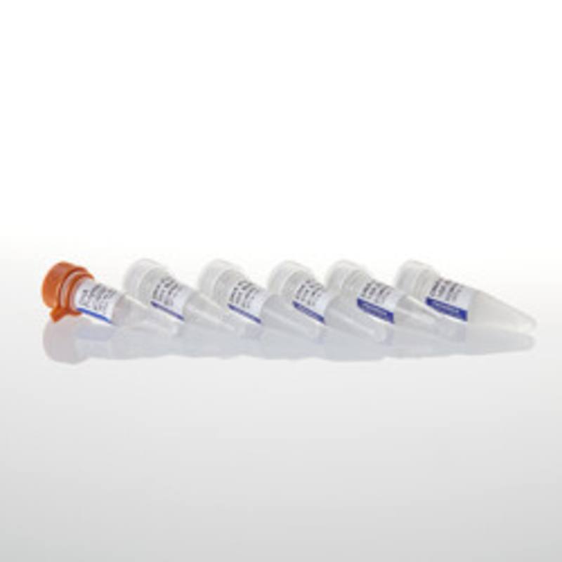 DNA Polymerase I, 2,500u