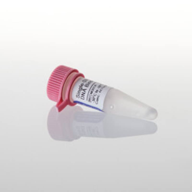 Single-Stranded DNA Binding Protein, 100ug