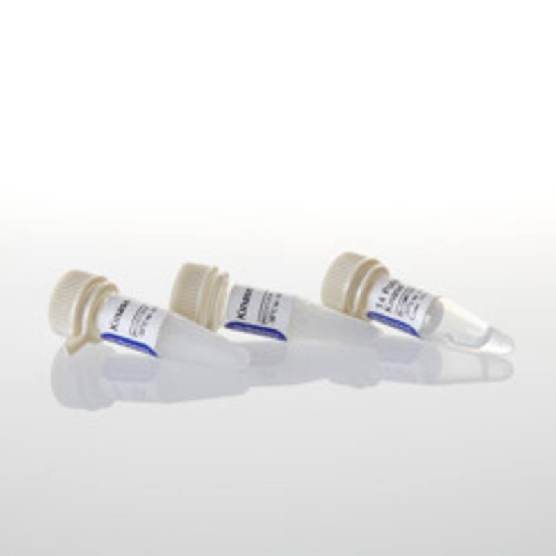 T4 Polynucleotide Kinase, 1,000u