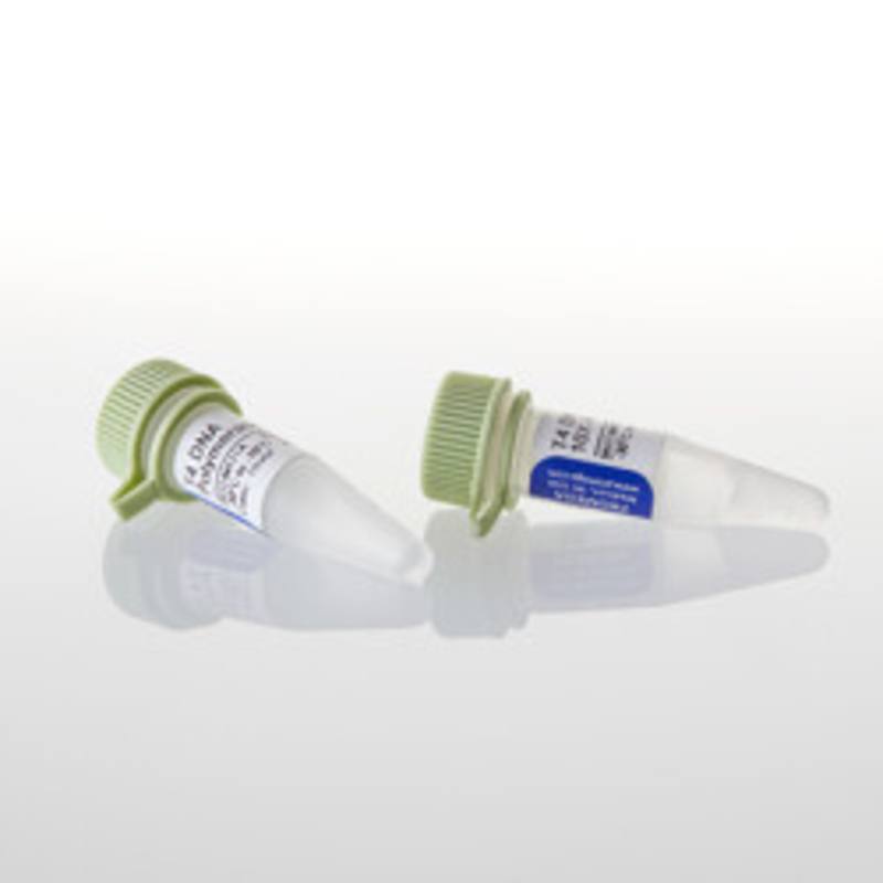 T4 DNA Polymerase, 100u