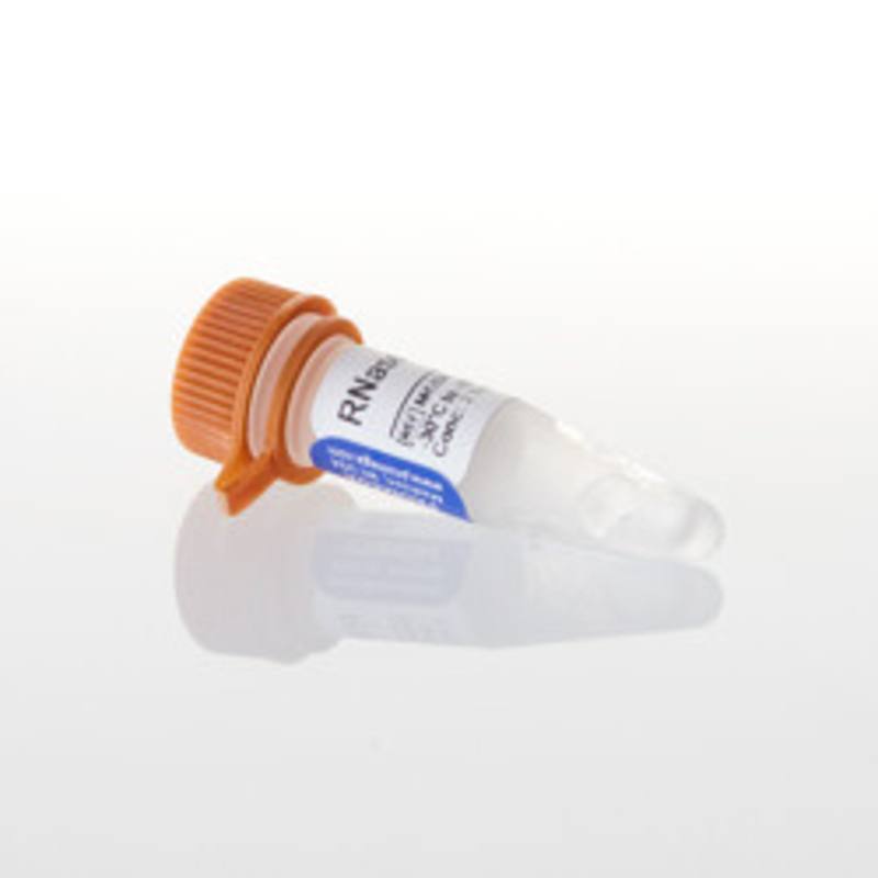 RNase H, 50u