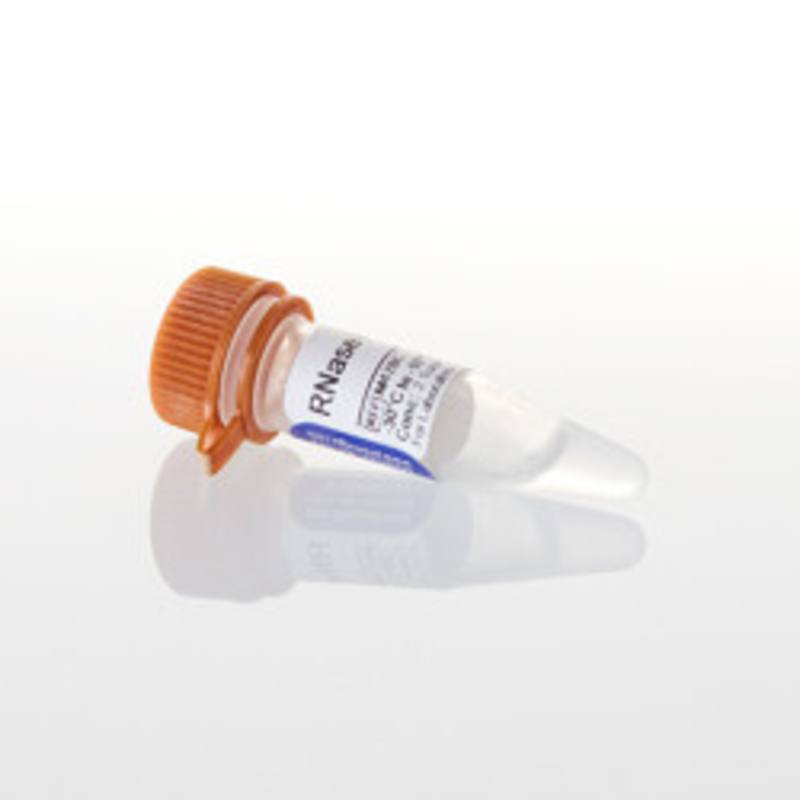 RNase H, 250u
