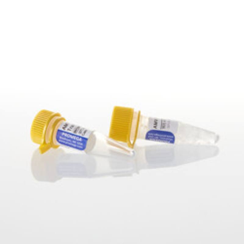 AMV Reverse Transcriptase, 300u