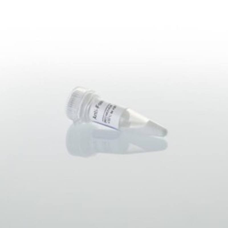 Anti-Foam Reagent, 300ul