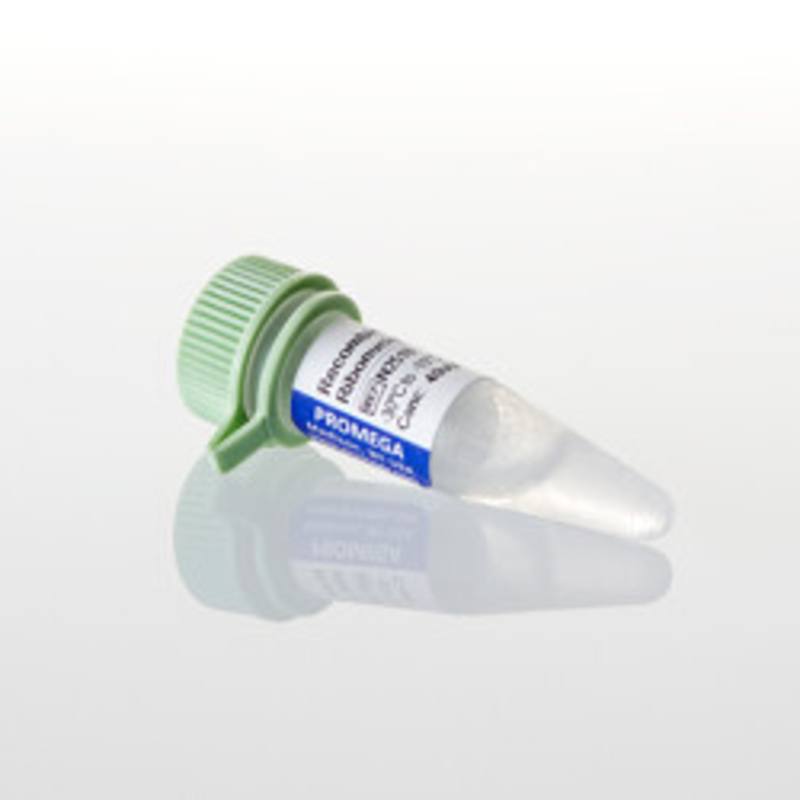 Recombinant RNasin(R) RNase Inhibitor, 10,000u