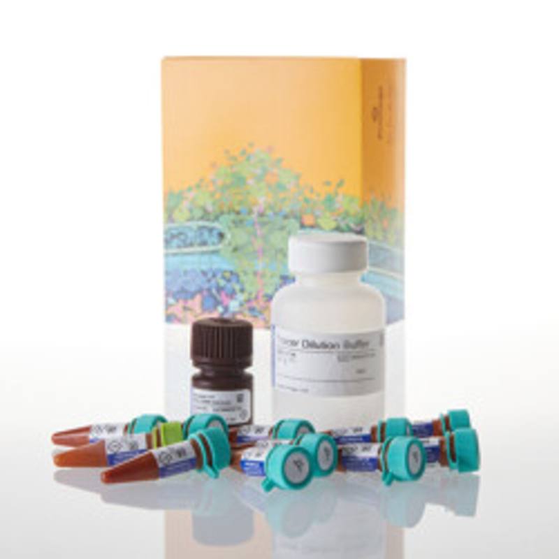 NanoBRET(R) TE Intracellular Kinase Detection Reagents, K-4