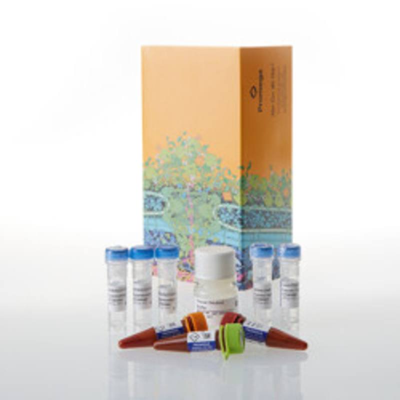 NanoBRET(R) TE Intracellular RAF Dimer Assay A, 1000 assays